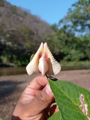 Centrosema macrocarpum