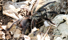 Phormictopus auratus