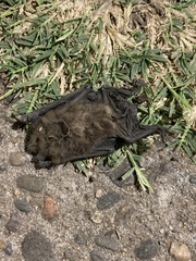 Chiroptera