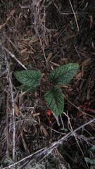 Rubus acanthophyllos