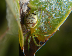 Bijoaraneus praesignis