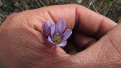 Gentianella corymbosa