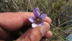 Gentianella corymbosa