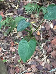 Alocasia cucullata