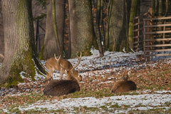 Cervini