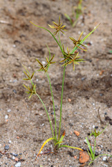 Cyperus amuricus