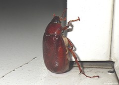 Phyllophaga rugosa