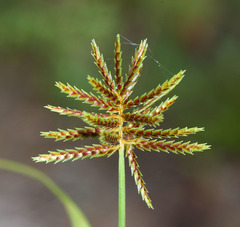 Cyperus amuricus