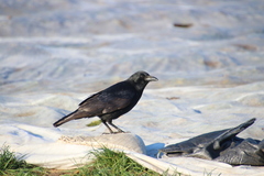 Corvus corone
