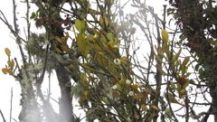 Dendrophthora clavata