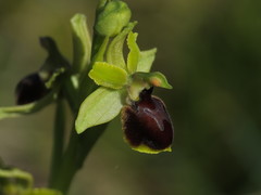 Ophrys sphegodes sphegodes