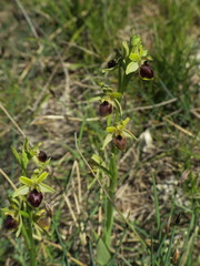 Ophrys sphegodes sphegodes