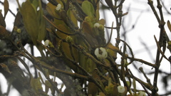 Dendrophthora clavata