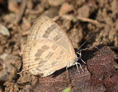 Jamides celeno celeno