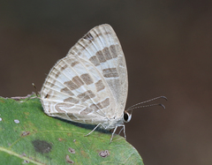 Jamides celeno celeno