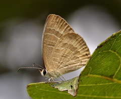 Jamides celeno celeno