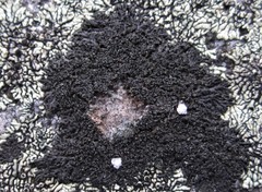 Phaeophyscia sciastra