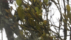 Dendrophthora clavata