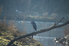 Ardea cinerea