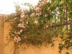 Jasminum polyanthum