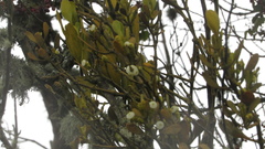 Dendrophthora clavata