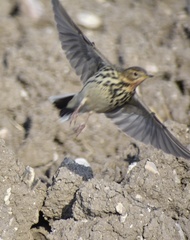 Anthus cervinus