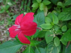 Ruellia rosea