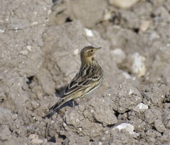 Anthus cervinus