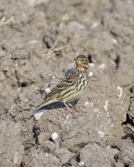 Anthus cervinus