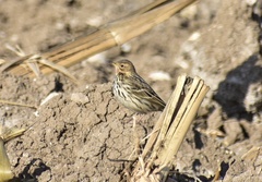 Anthus cervinus