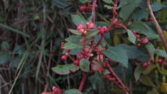 Muehlenbeckia tamnifolia
