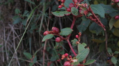 Muehlenbeckia tamnifolia
