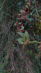 Muehlenbeckia tamnifolia