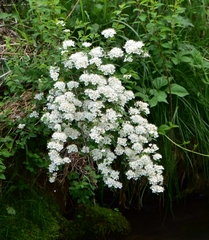 Spiraea chamaedryfolia
