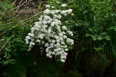 Spiraea chamaedryfolia
