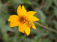 Calocoris barberi