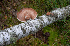 Leccinum scabrum melaneum