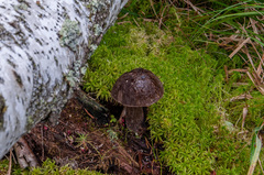 Leccinum scabrum melaneum