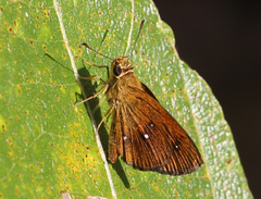 Iambrix salsala luteipalpis