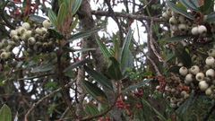 Miconia elaeoides