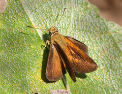 Iambrix salsala luteipalpis