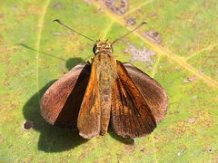 Iambrix salsala luteipalpis