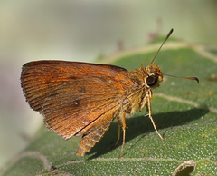 Iambrix salsala luteipalpis