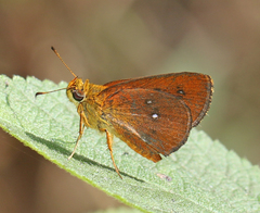 Iambrix salsala luteipalpis