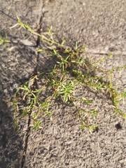 Magnoliopsida