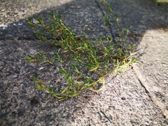Magnoliopsida