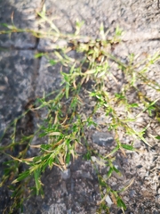 Magnoliopsida