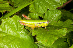Micropodisma salamandra