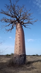 Adansonia