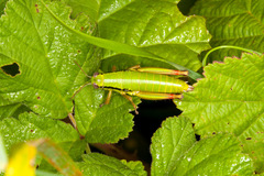 Micropodisma salamandra